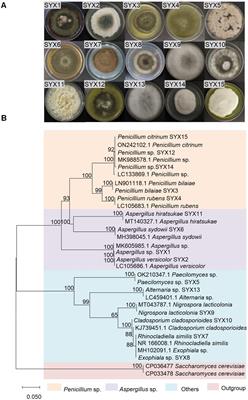 High hydrostatic pressure harnesses the biosynthesis of secondary metabolites via the regulation of polyketide synthesis genes of hadal sediment-derived fungi